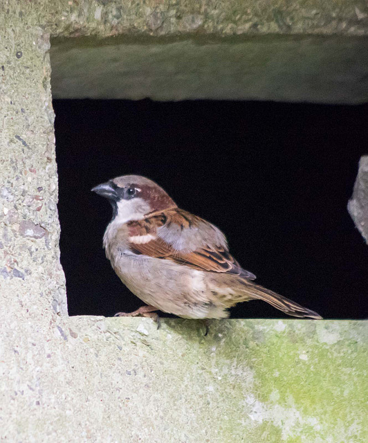 Sparrow (5)