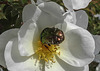 20200521 7601CPw [D~MI] Bibernell-Rose (Rosa spinosissima), Rosenkäfer, Hille