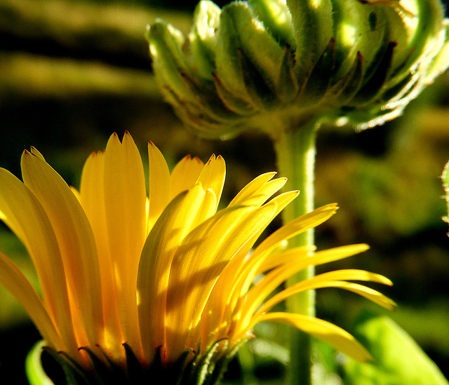 Calendula Officinalis