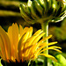 Calendula Officinalis