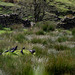 Rooks - afternoon tea party :-)