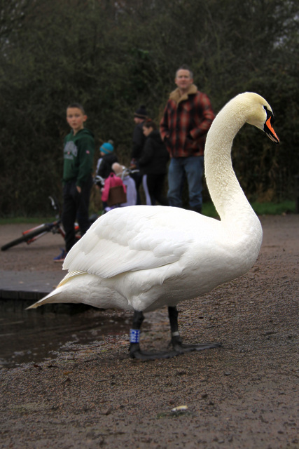 Big Swan