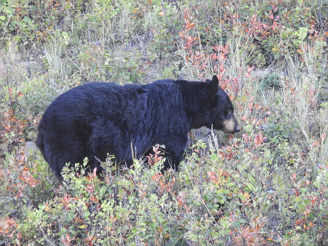 Black Bear searching for berries