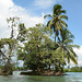 Guatemala, Trees with Nesting of Egrets and Cormorants in the Middle of Rio Dulce