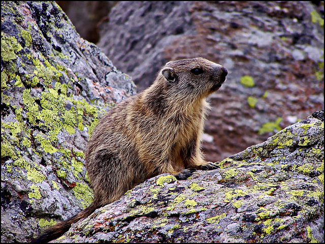 una marmotta curiosa e timorosa