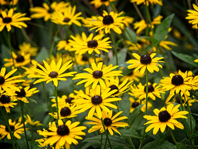 Black-eyed Susan