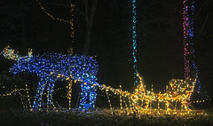 Maine moose pulling a sleigh