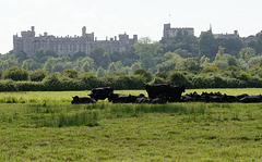 Arundel Castle and cows