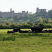 Arundel Castle and cows