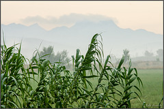 Les Alpilles hinter Gras