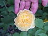 gdn[R]26 - portrait of a rose [Explored]