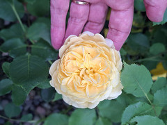 gdn[R]26 - portrait of a rose [Explored]