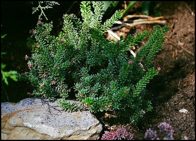 Grevillea lanigera Mount Tamboritha (2)