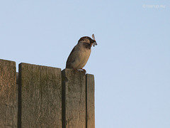 Sparrow family 2013 - 9