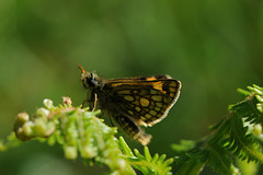 chequered skipper in the morning