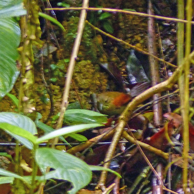 Stripe-breasted spinetail, Day 2