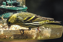 20180330 3278CPw [D~LIP] Erlenzeisig (Carduelis spinus), Bad Salzuflen