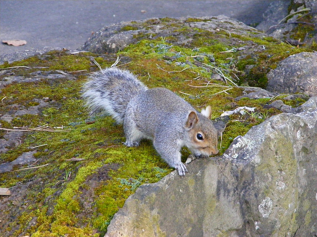 Squirrel on the Rocks 05