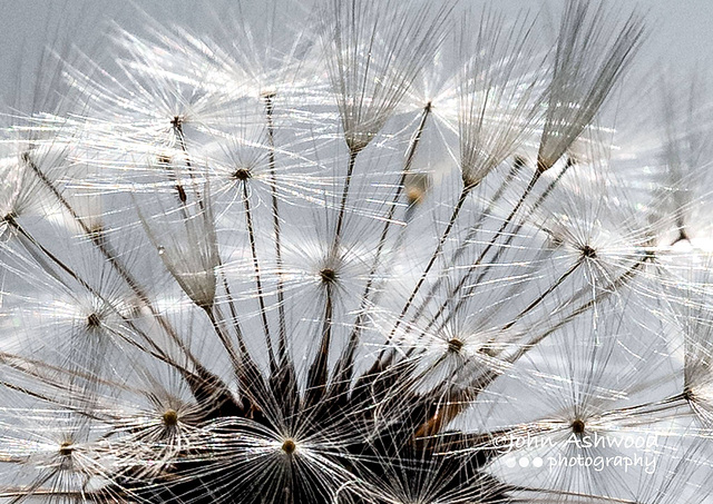 Close up of a Dandelion seed Head