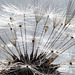 Close up of a Dandelion seed Head