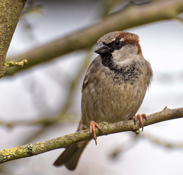 Sparrow (6)
