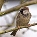 Sparrow (6)