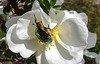 20200521 7602CPw [D~MI] Bibernell-Rose (Rosa spinosissima), Rosenkäfer, Hille