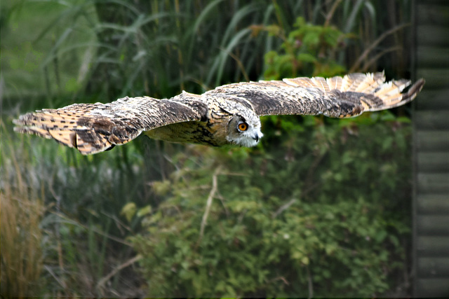 Wise owl in flight!