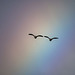 Two Canada geese flying in front of a rainbow