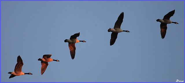 Les oies "haut en couleurs"