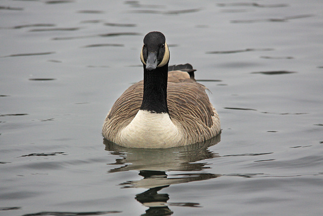 Canada Goose