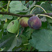 Figs