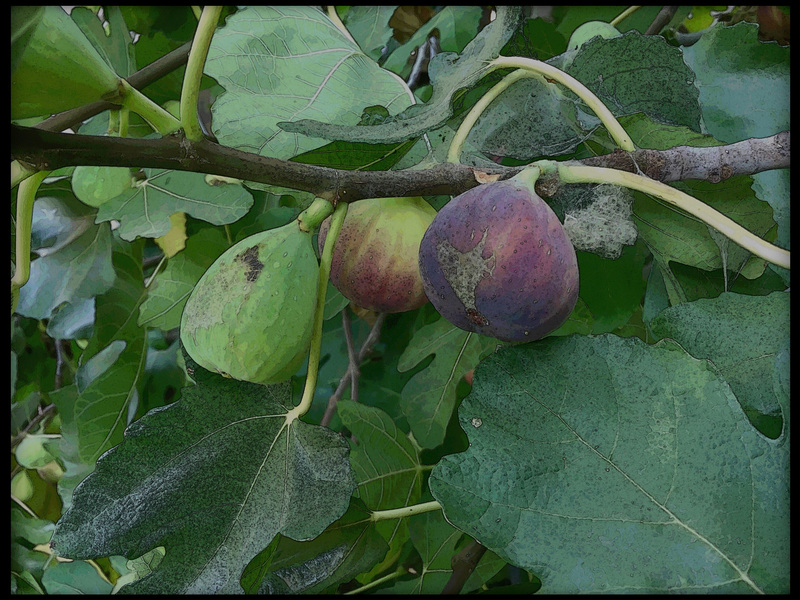 Figs