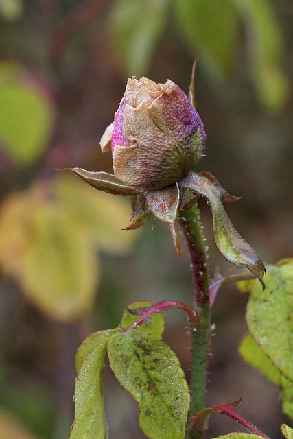 Last Rose of Summer