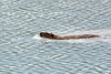 Alaska, The Beaver is Swimming on Paxton Lake