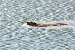 Alaska, The Beaver is Swimming on Paxton Lake