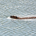 Alaska, The Beaver is Swimming on Paxton Lake