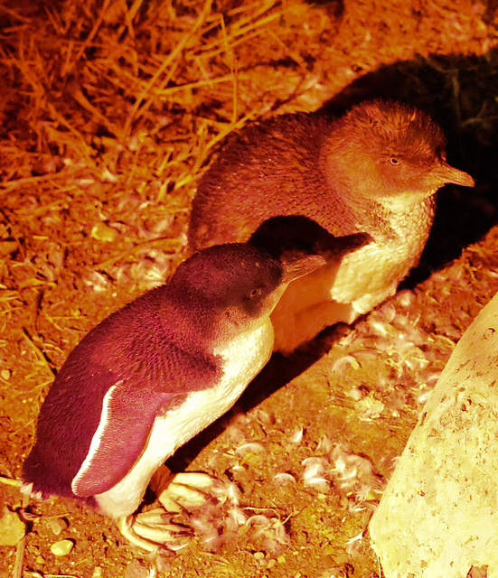 Little Penguin chicks