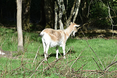 rlcoamsep242022 (1096)