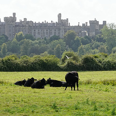 Arundel Castle and cows