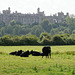 Arundel Castle and cows