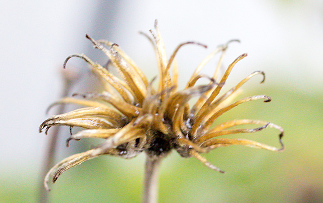 20221116 4461VNw [D~LIP] Waldrebe, (Clematis), BS