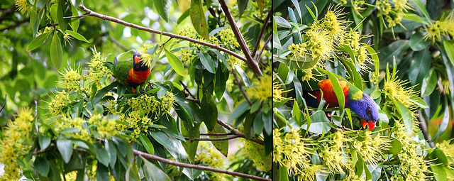 Lorikeet Yellow