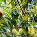 Lorikeet Yellow