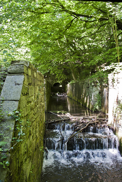 Forest Lock