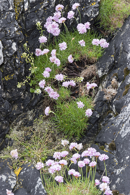 Sea thrift at Geodha Smoo