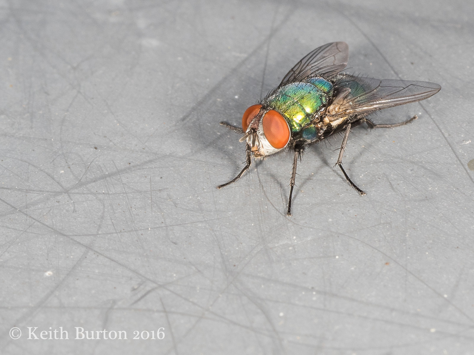 Greenbottle