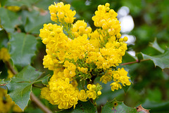 Gewöhnliche Mahonie (Mahonia aquifolium)