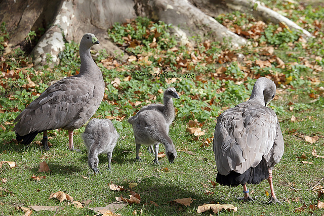 Familie Hühnergans (Wilhelma)