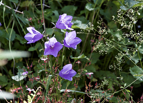 Glockenblume